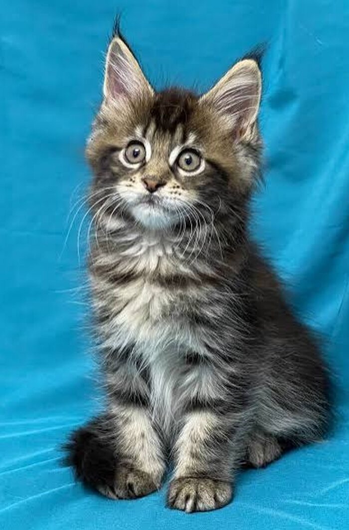 Maine Coone KITTENS FREE image 1