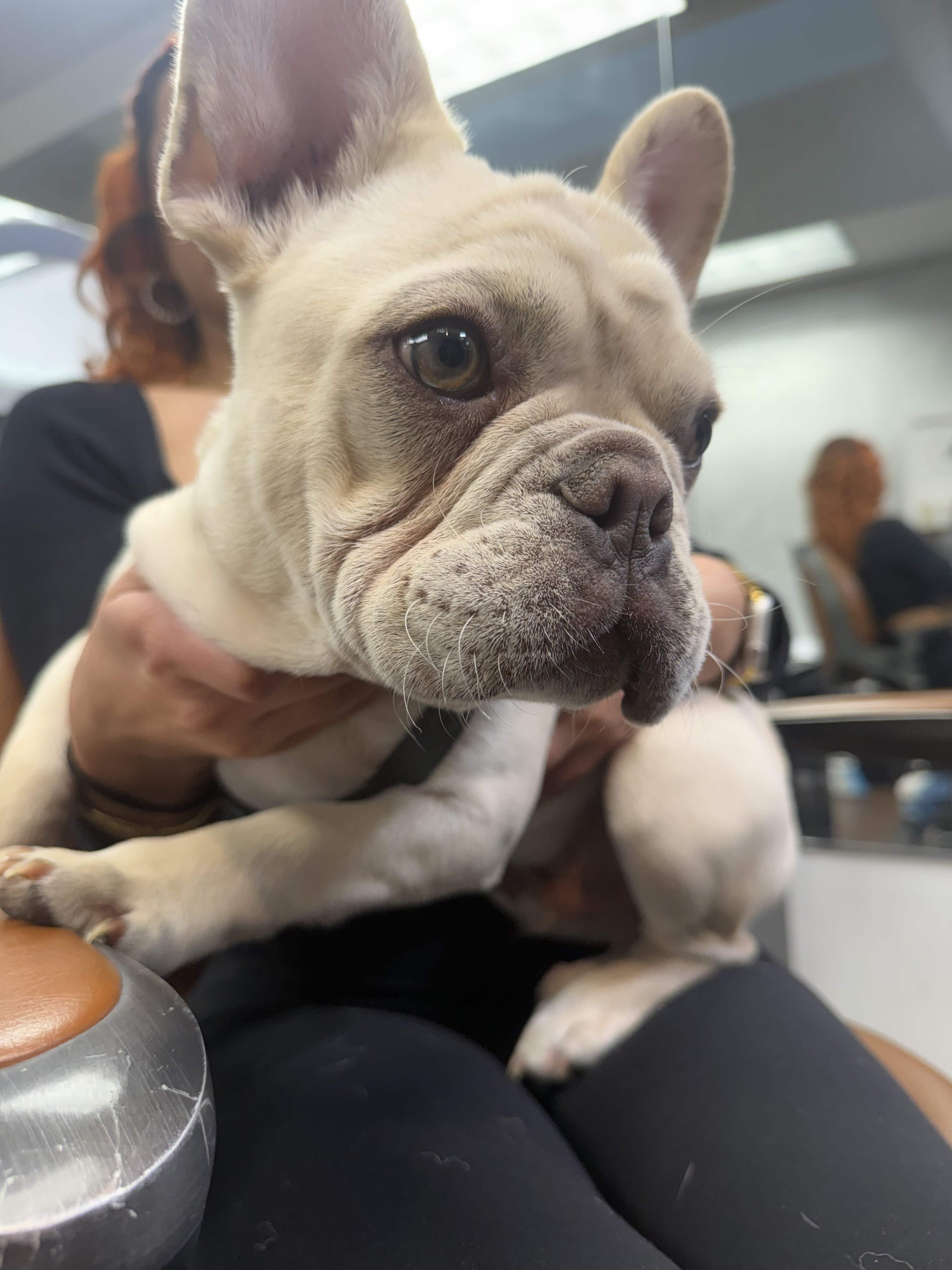 Adorable fluffy frenchie image 4