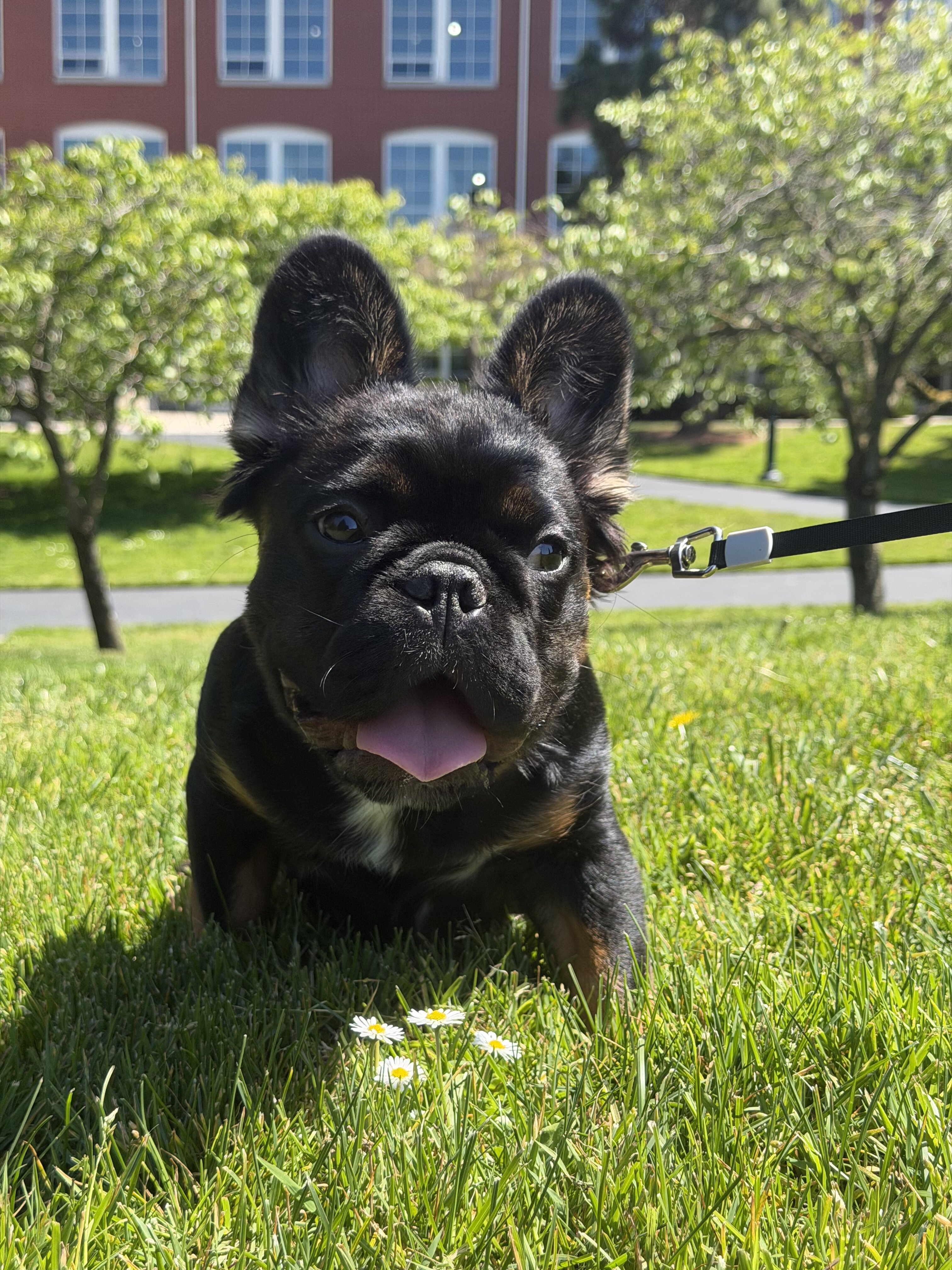 Adorable fluffy frenchie image 3