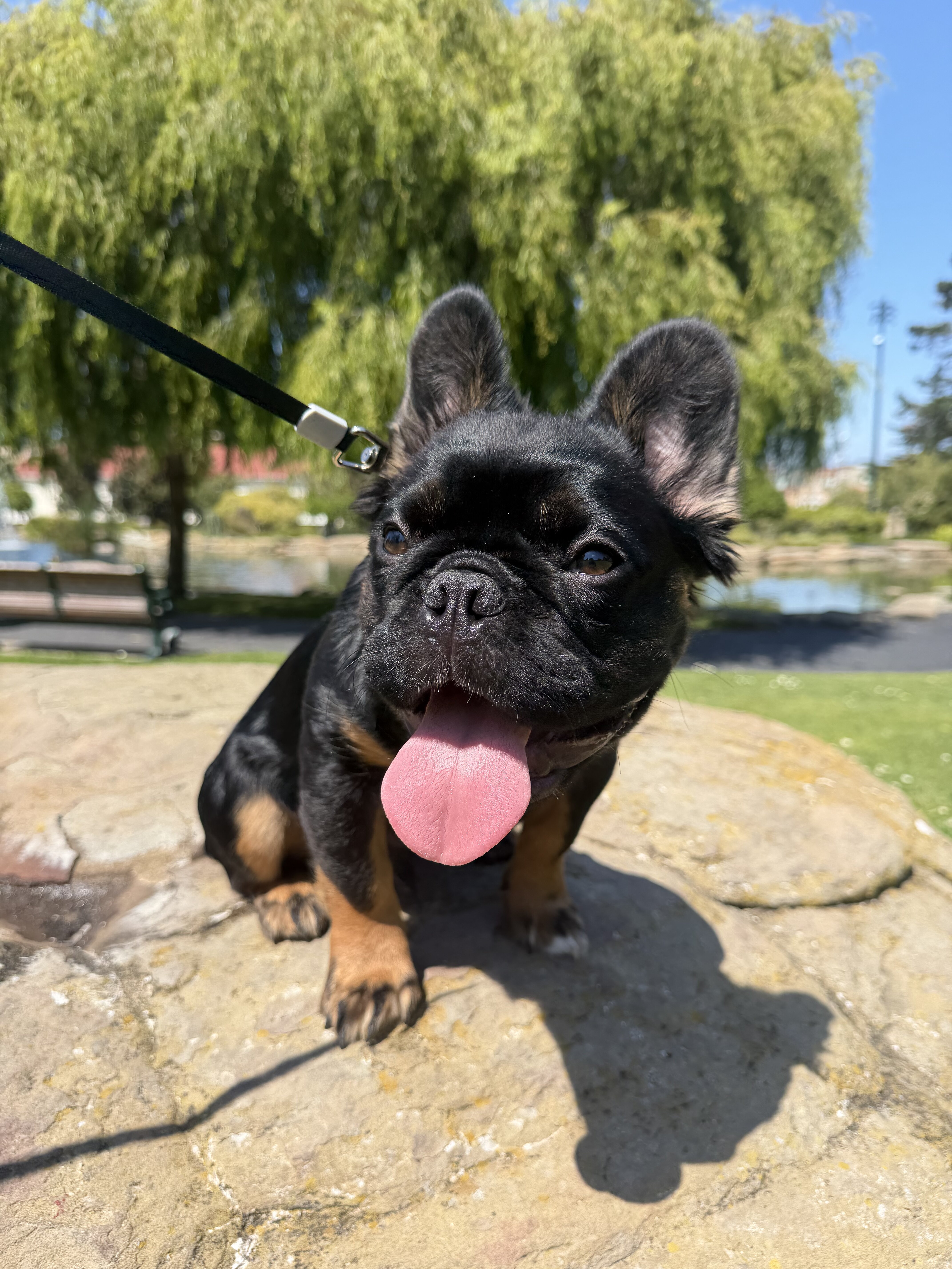 Adorable fluffy frenchie image 2