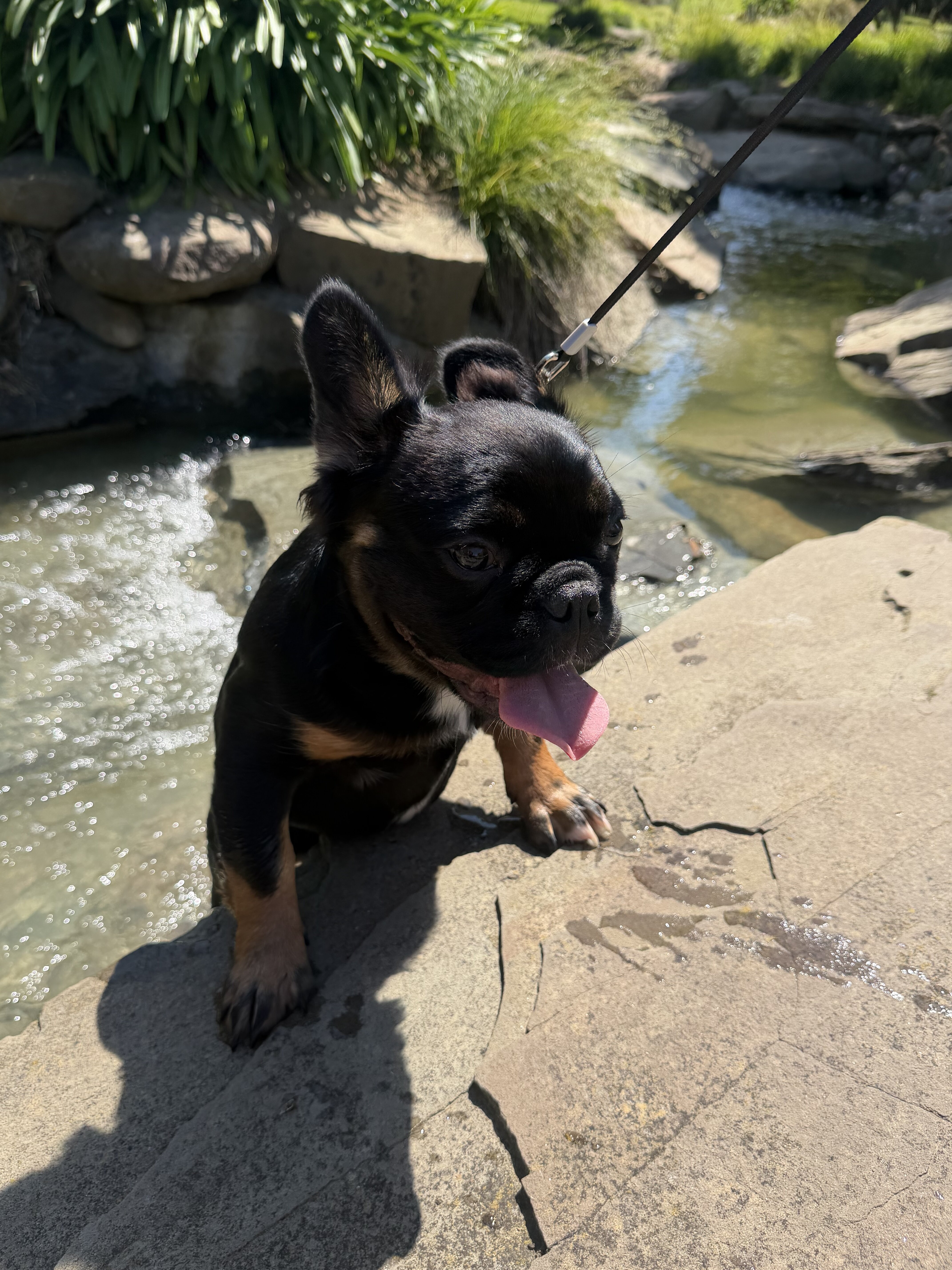 Adorable fluffy frenchie image 1