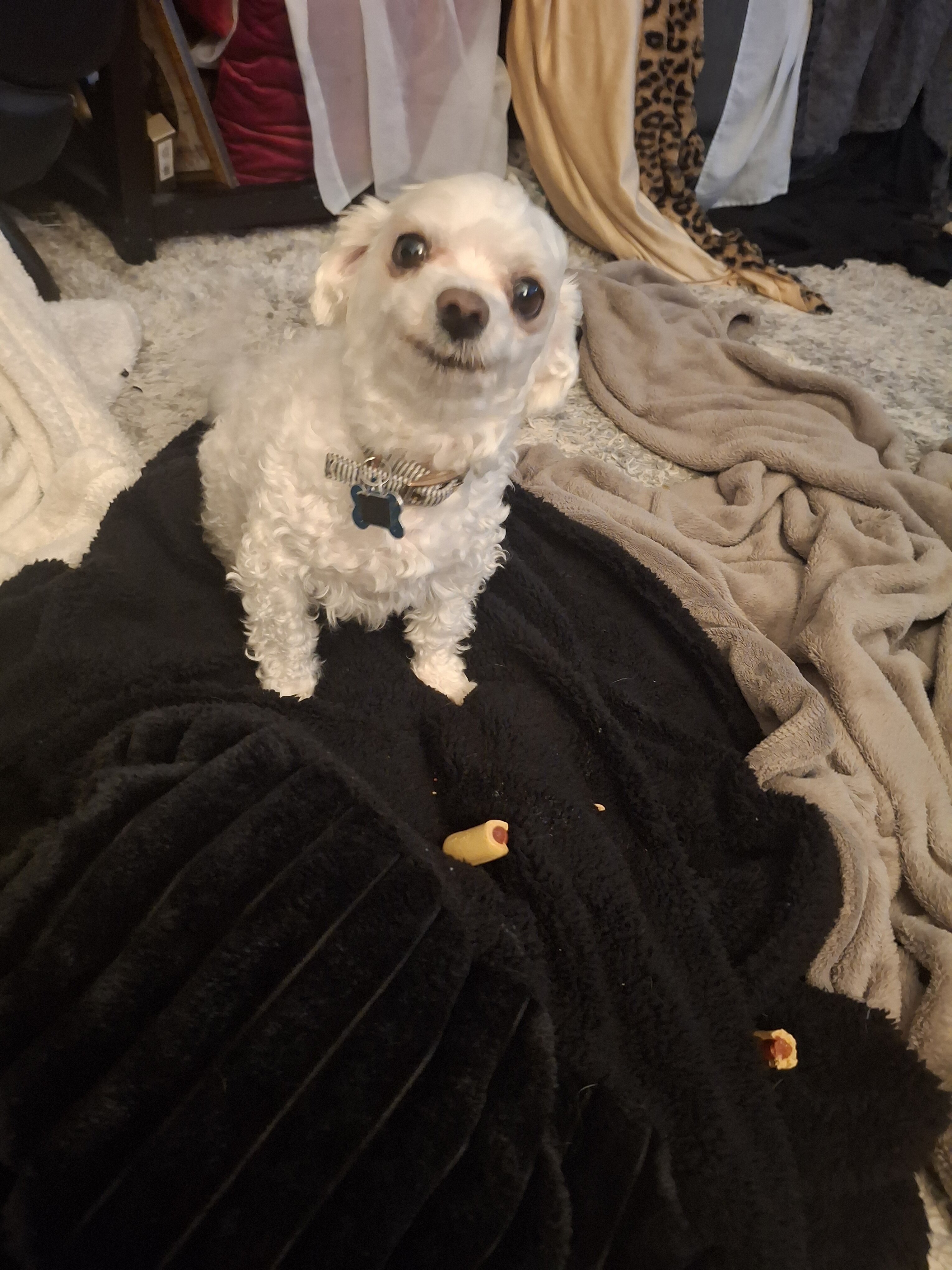 Pure breed Maltese Registered/ trained/ vaccinated image 1