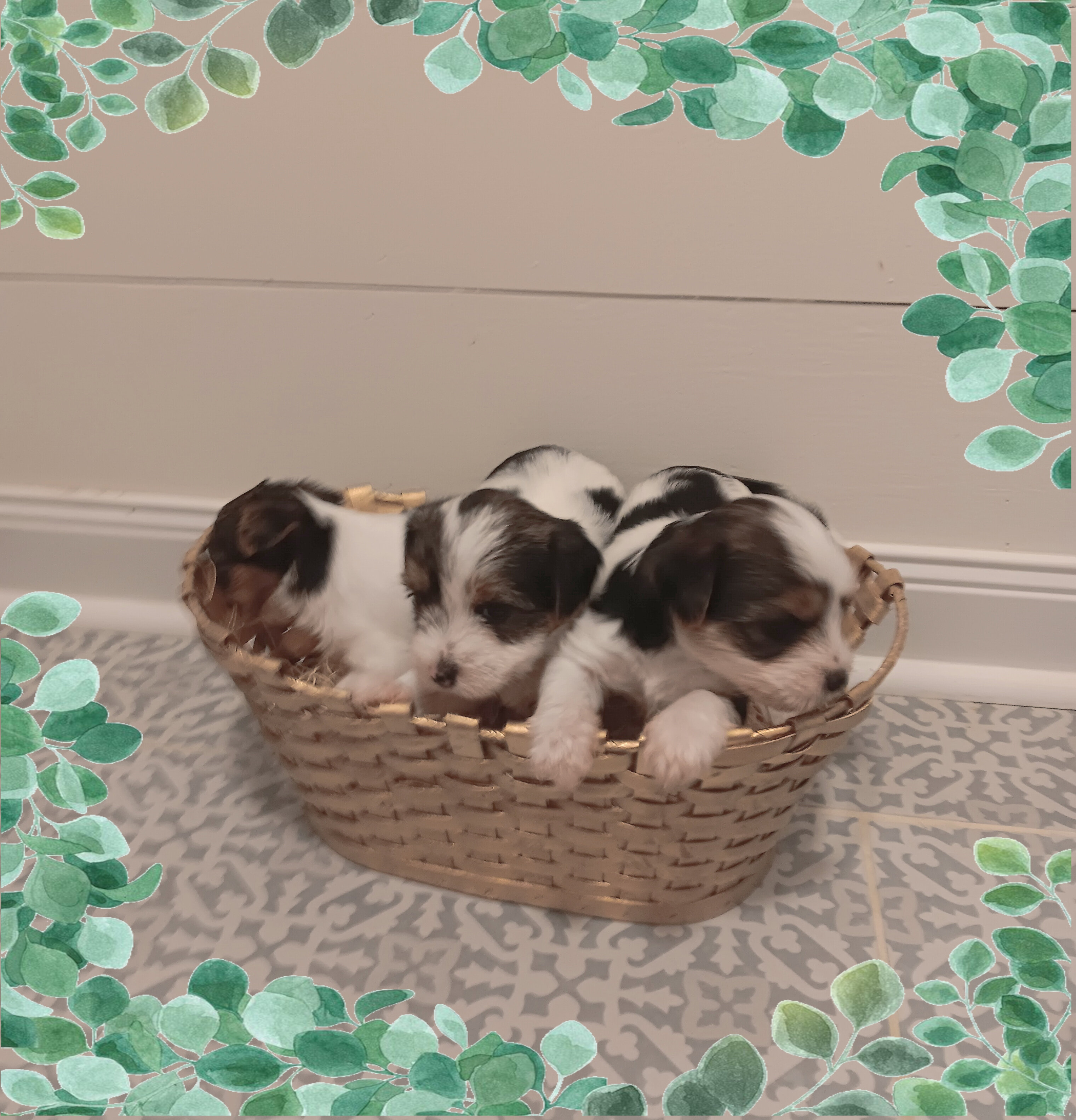Parti-Biewer Yorkshire Terrier 3 female puppies image 7