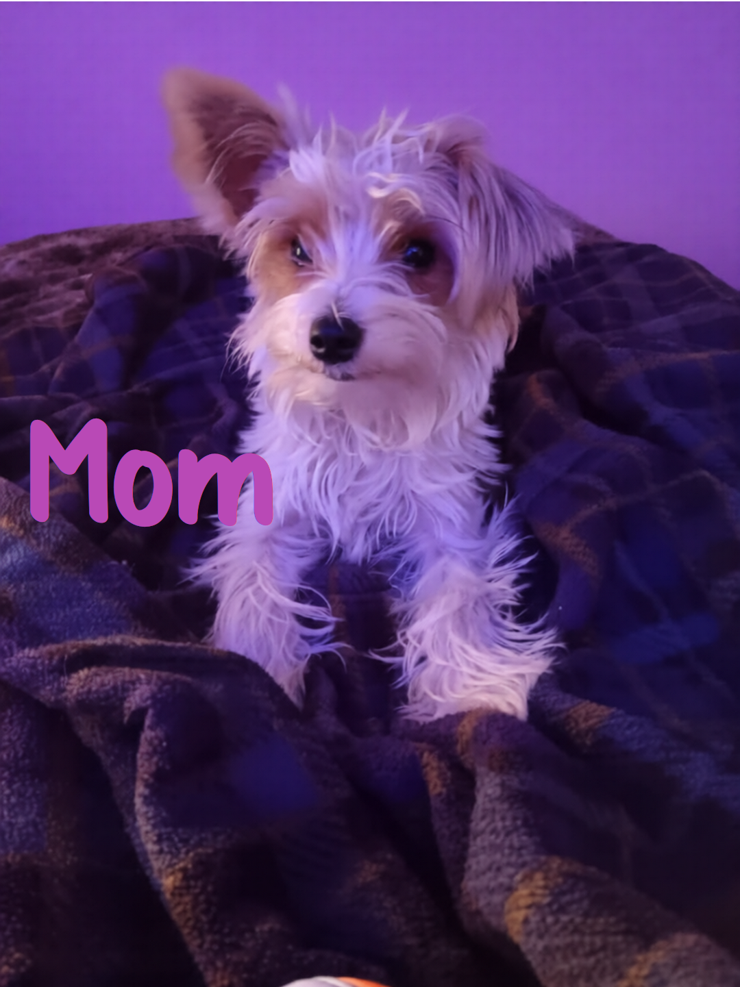 Parti-Biewer Yorkshire Terrier 3 female puppies image 8