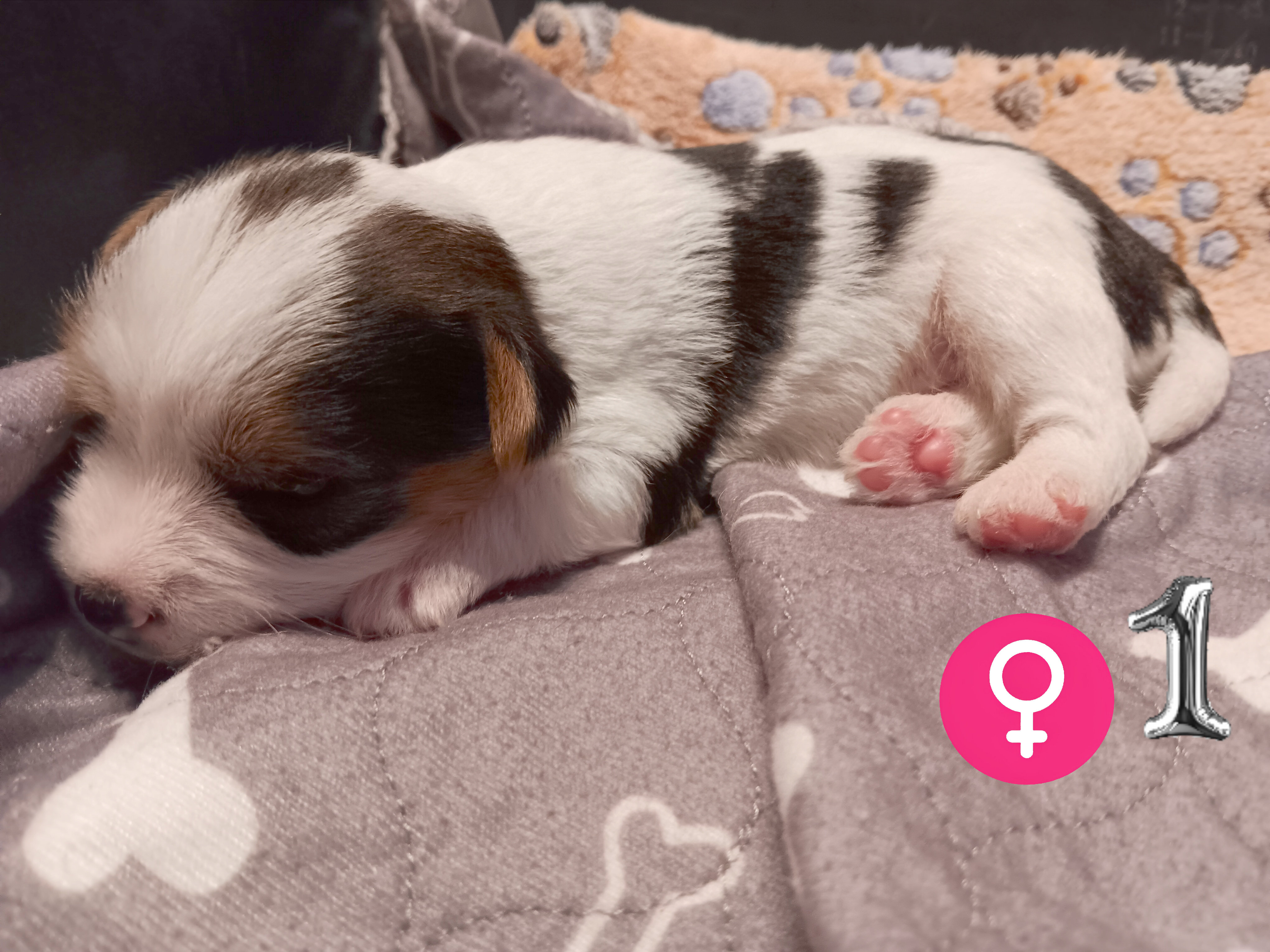 Parti-Biewer Yorkshire Terrier 1Female 2Male image 3