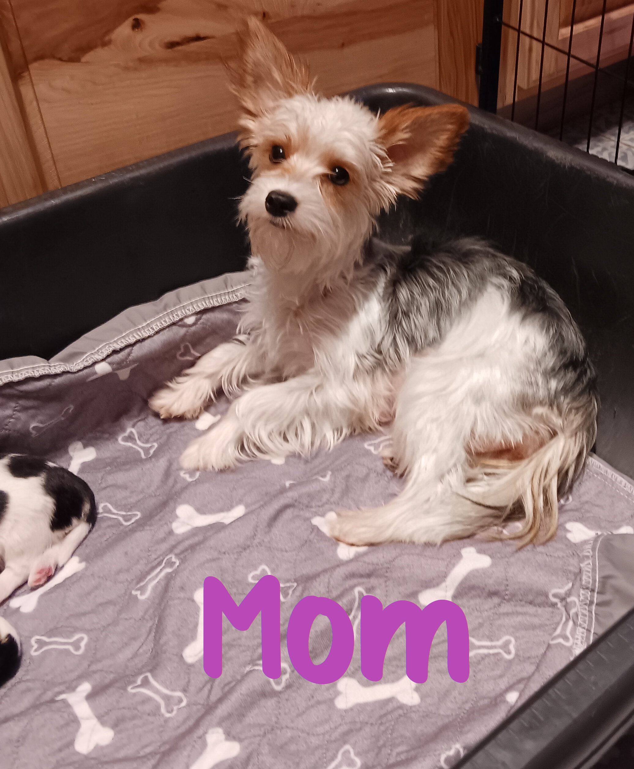 Parti-Biewer Yorkshire Terrier 1Female 2Male image 4
