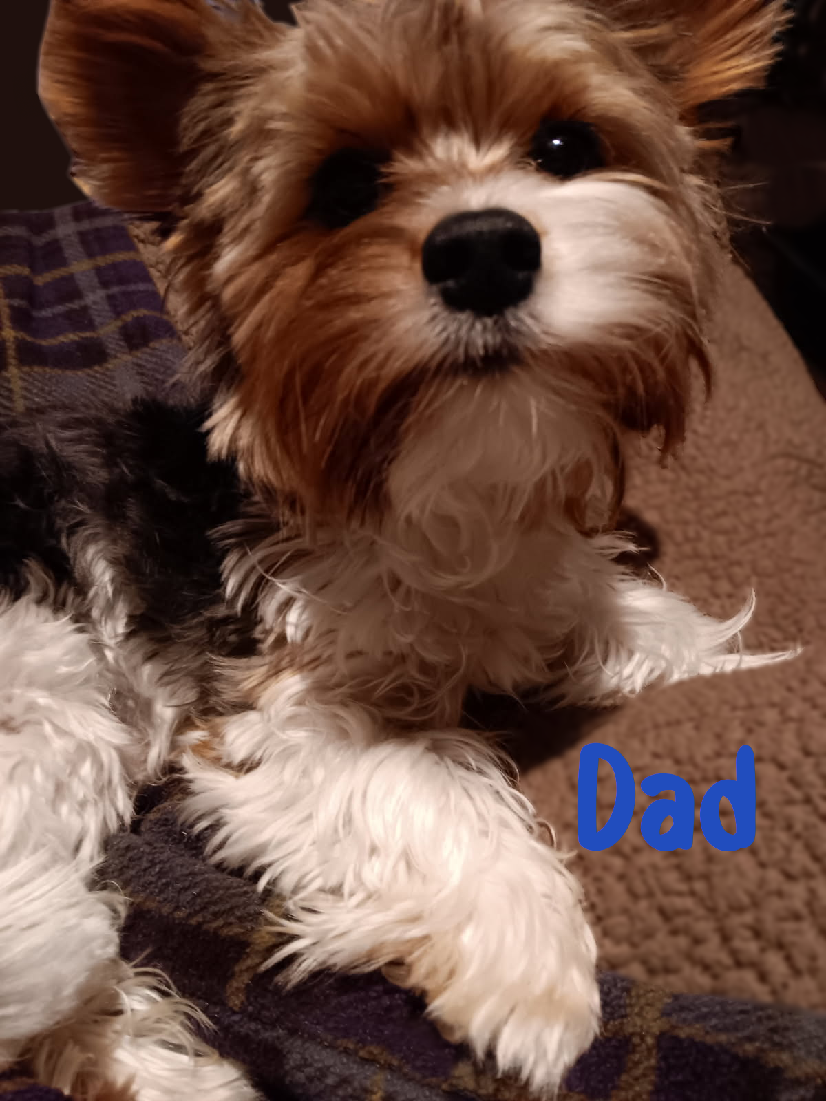 Parti-Biewer Yorkshire Terrier 1Female 2Male image 5