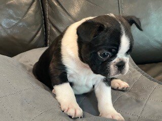 Boston Terrier Puppy image 3
