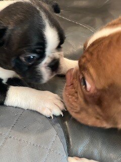 Boston Terrier Puppy image 4
