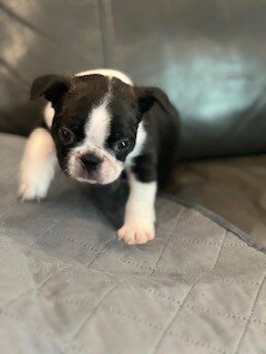 Boston Terrier Puppy image 5