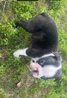 Boston Terrier Puppy image 9