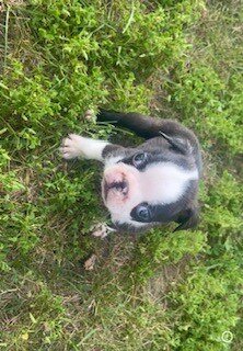 Boston Terrier Puppy image 6