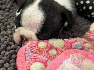 Boston Terrier Puppy image 7