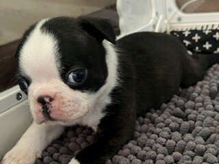 Boston Terrier Puppy image 8