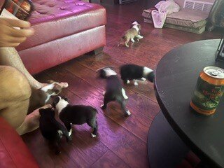 Boston Terrier Puppy image 1