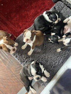 Boston Terrier Puppy image 2