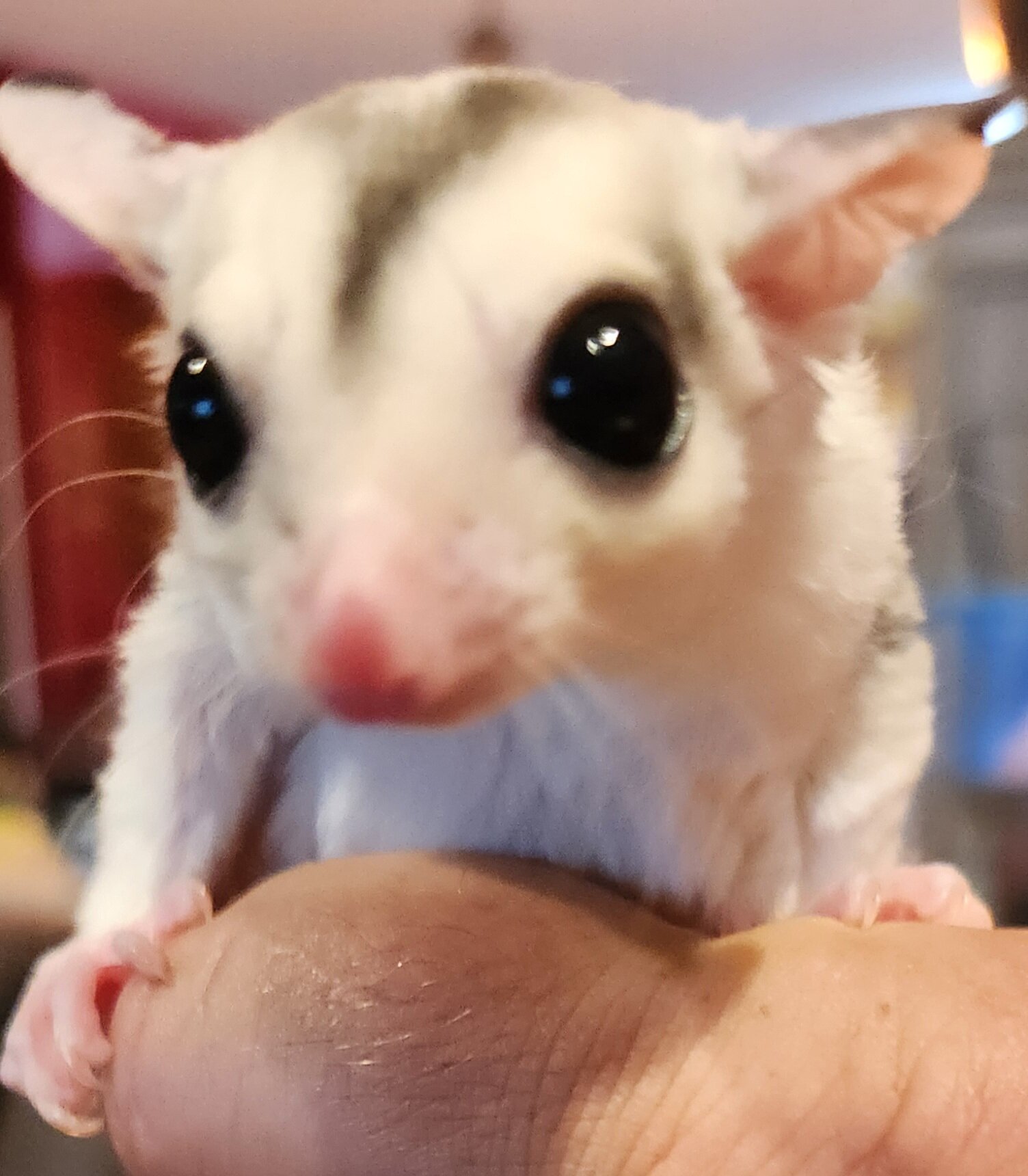 Sugar glider Joey's x2 males image 1