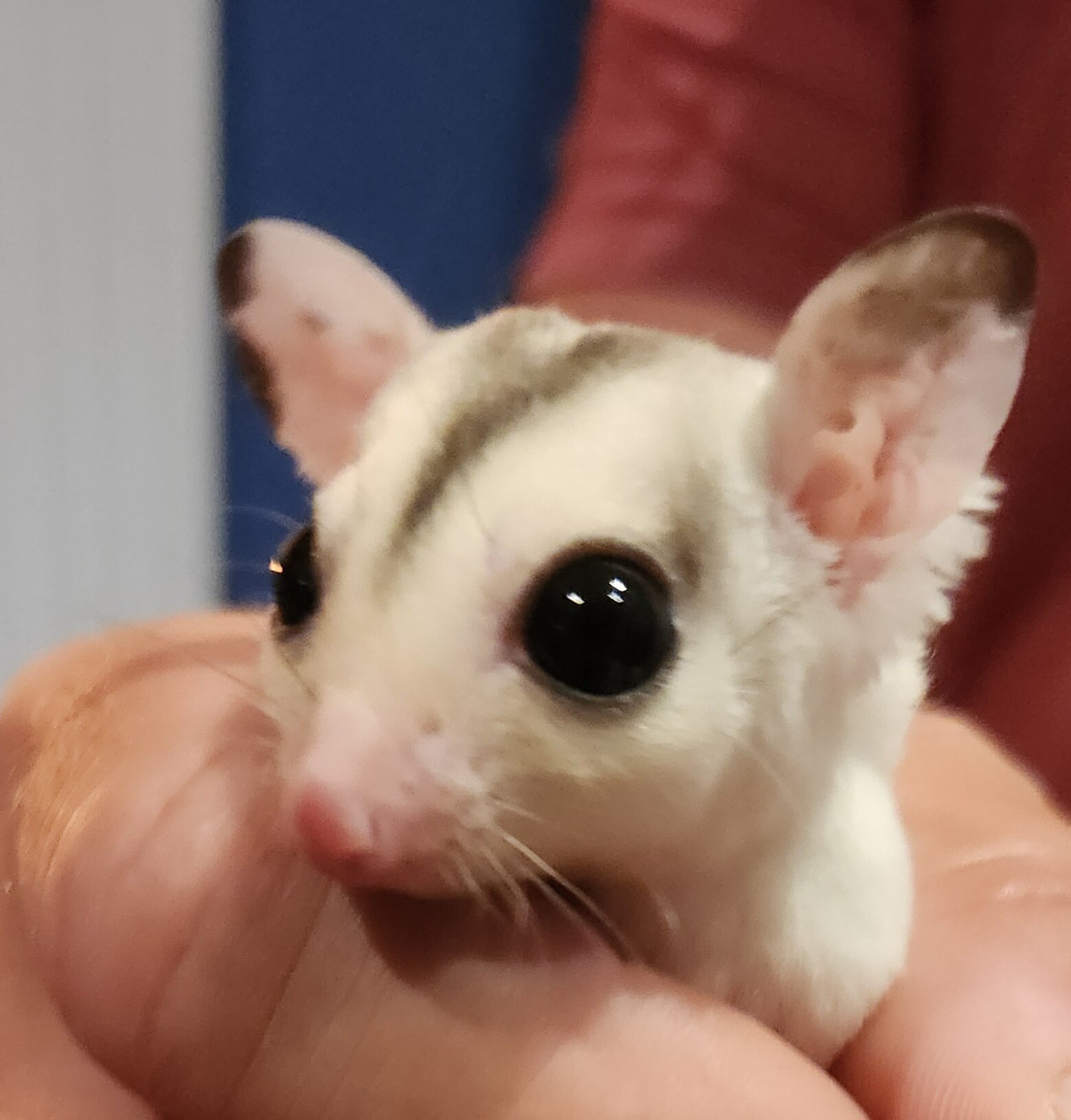 Sugar glider Joey's x2 males image 2