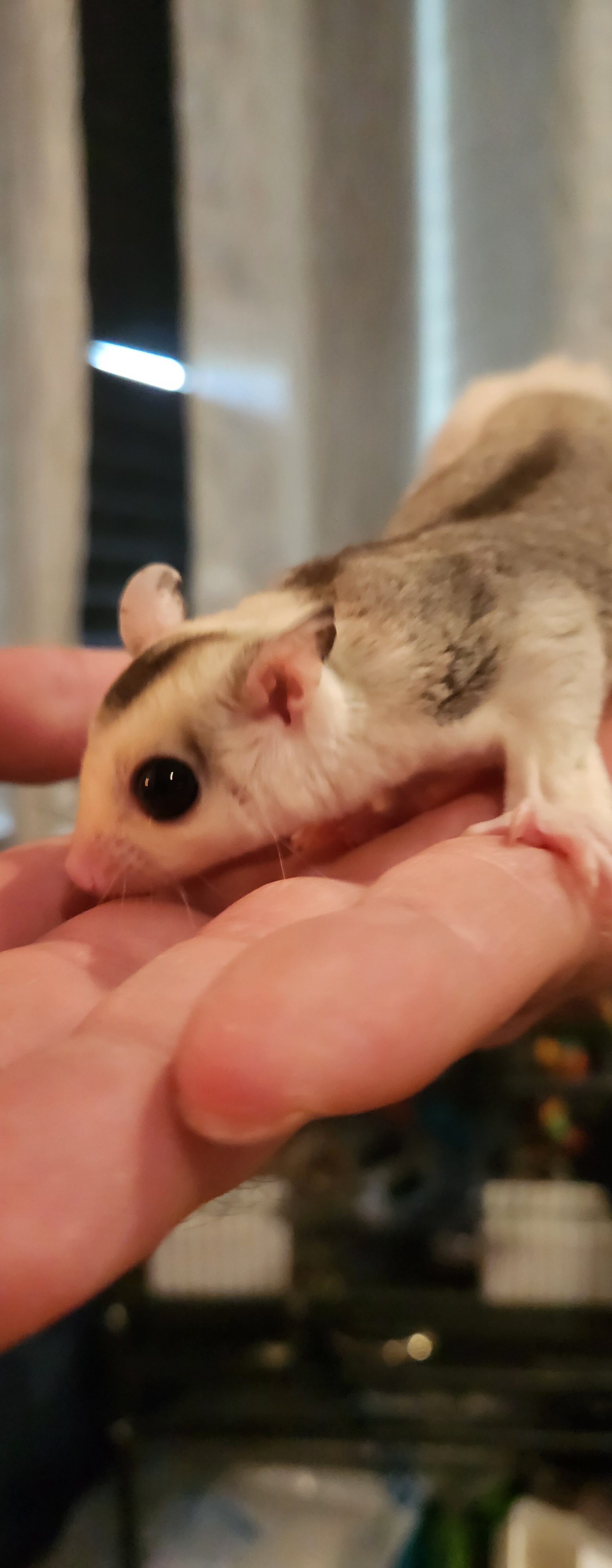 Sugar glider Joey's x2 males image 3
