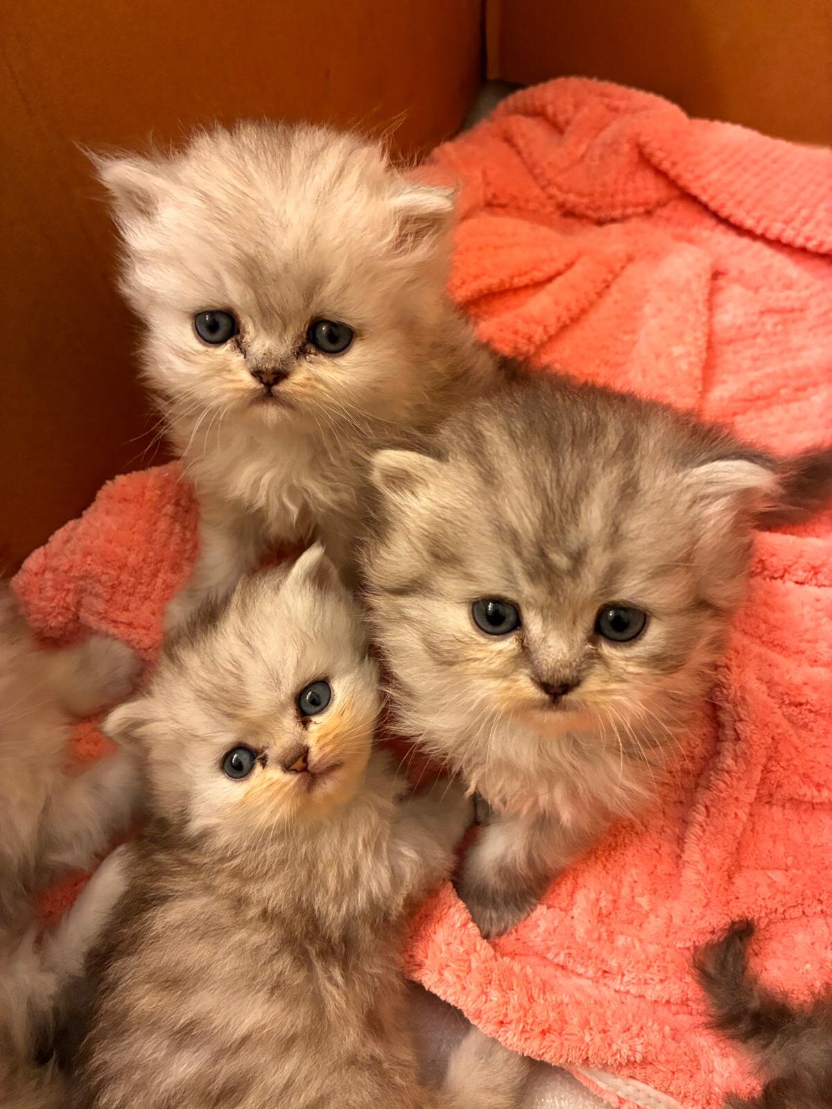 6 Beautiful silver shaded Chinchillas Both sexes image 2