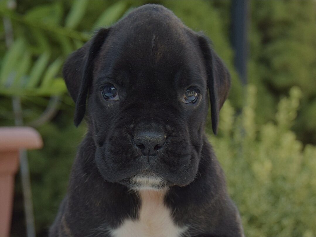 Rain - Boxer image 1