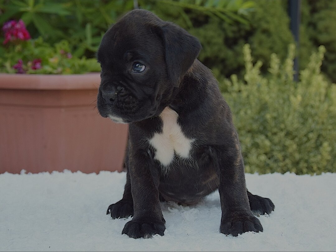 Rain - Boxer image 2