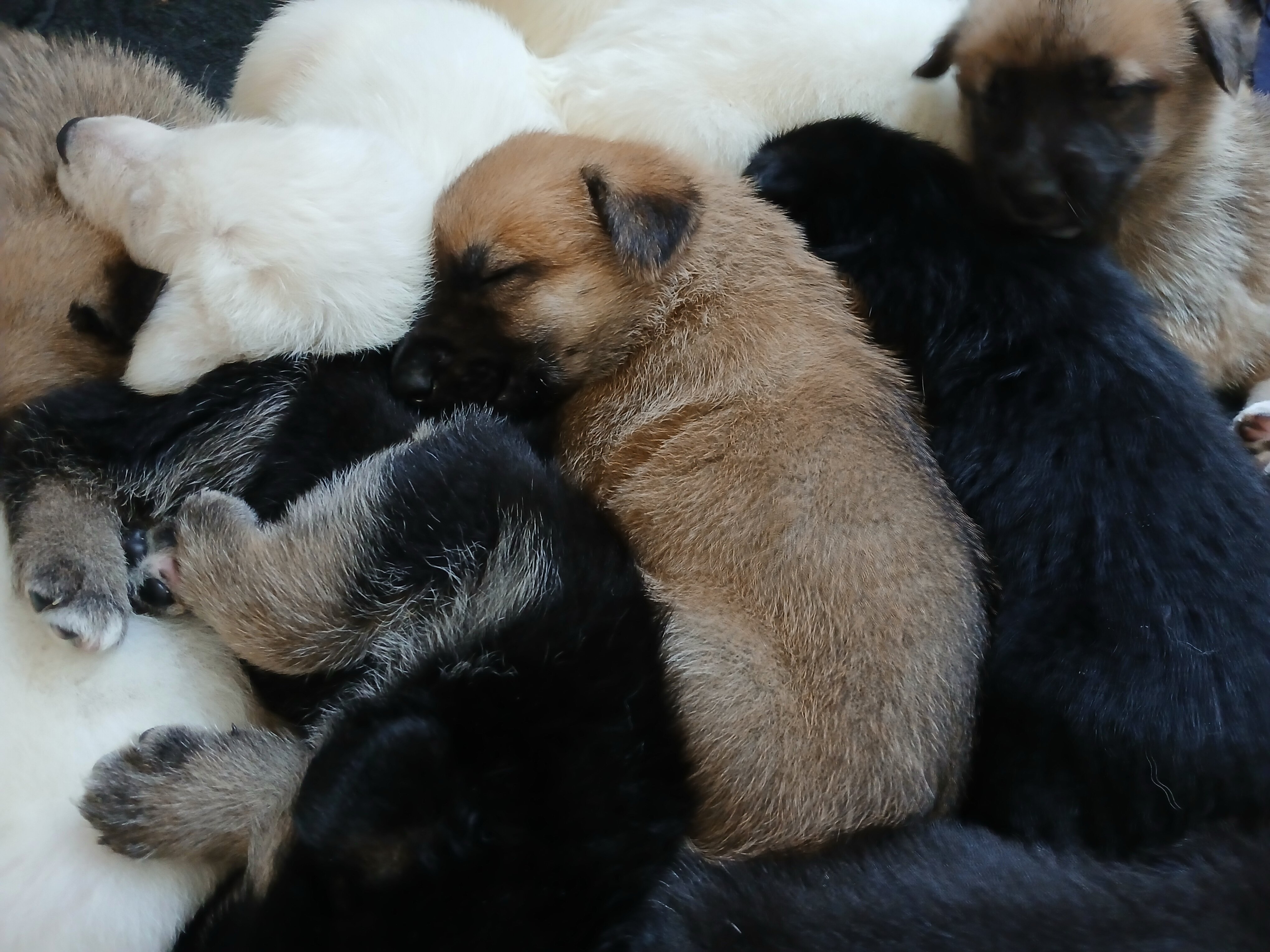 German Shepherd Puppies Puppy - White, Black, Sabl image 1