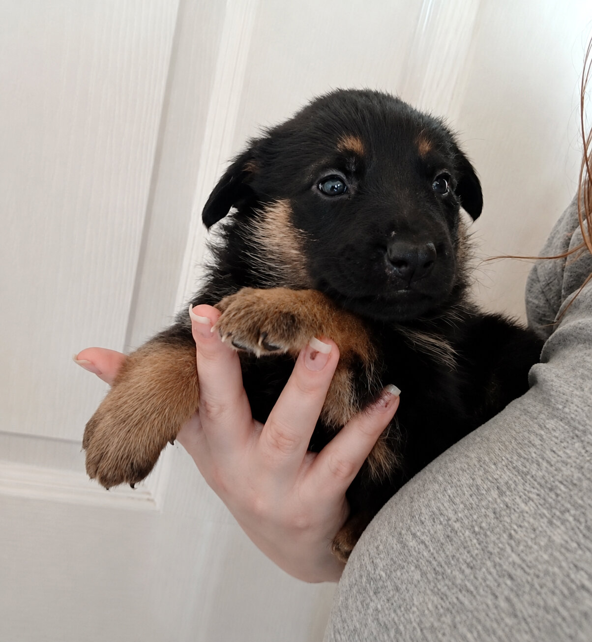 German Shepherd Puppies Puppy - White, Black, Sabl image 2