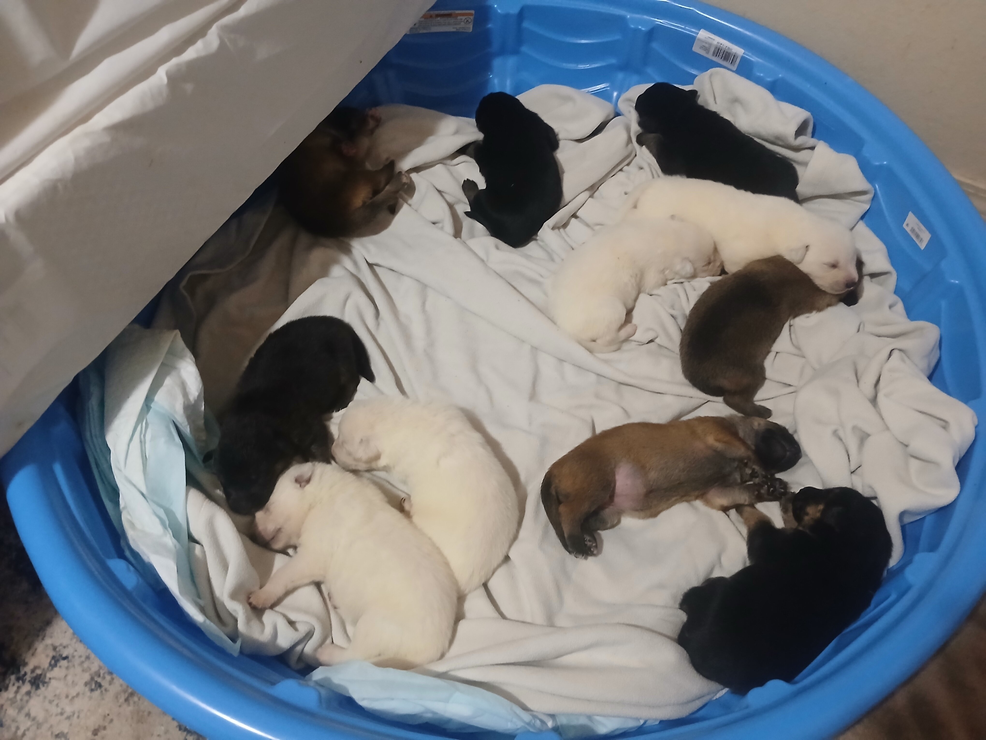 German Shepherd Puppies Puppy - White, Black, Sabl image 5
