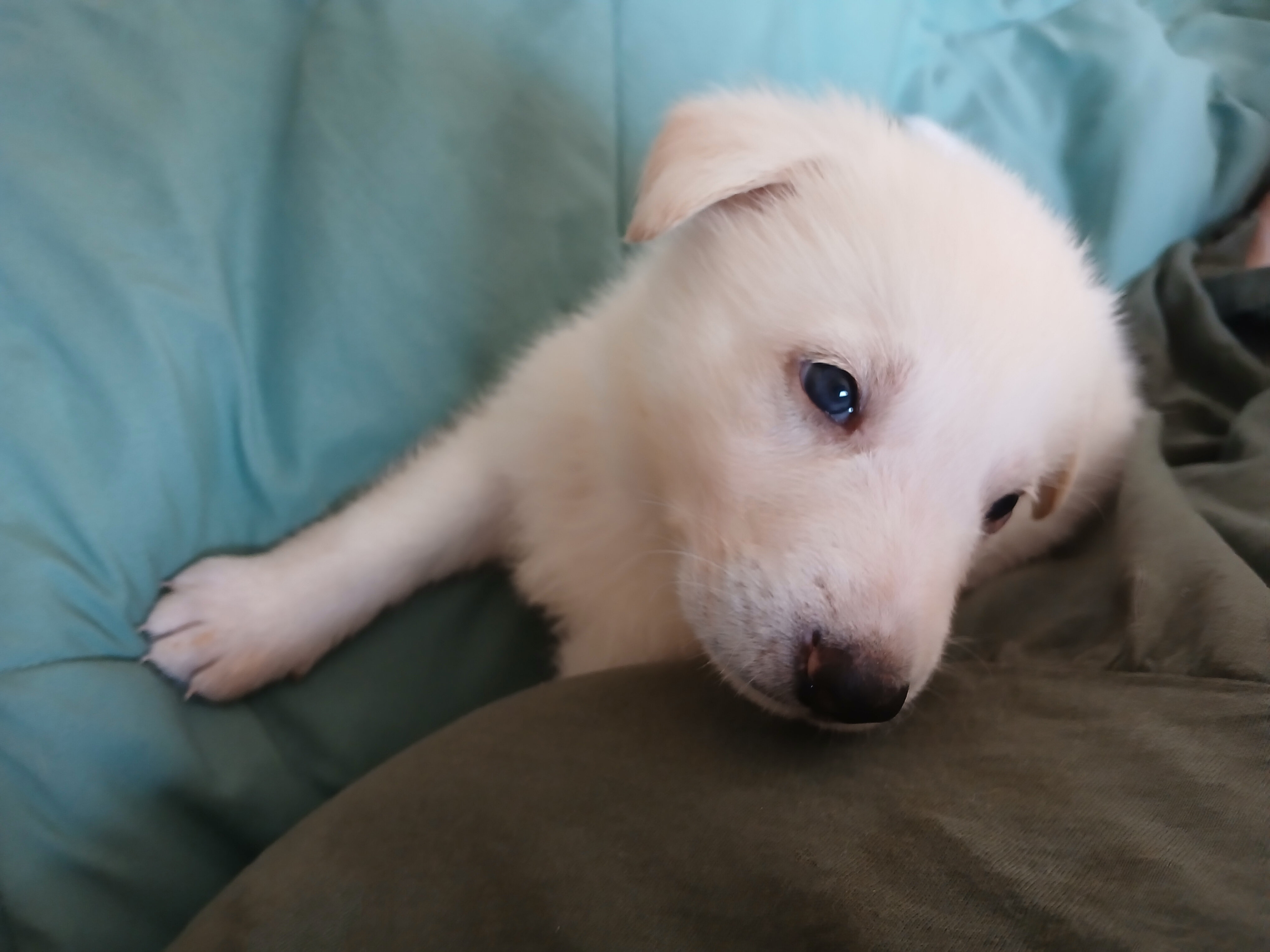 German Shepherd Puppies Puppy - White, Black, Sabl image 3