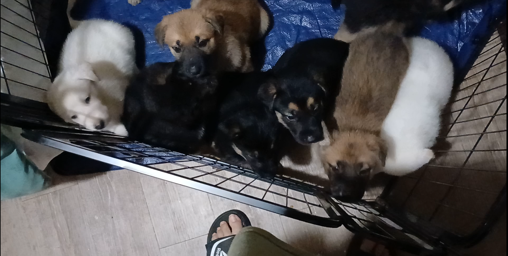 German Shepherd Puppies Puppy - White, Black, Sabl image 4