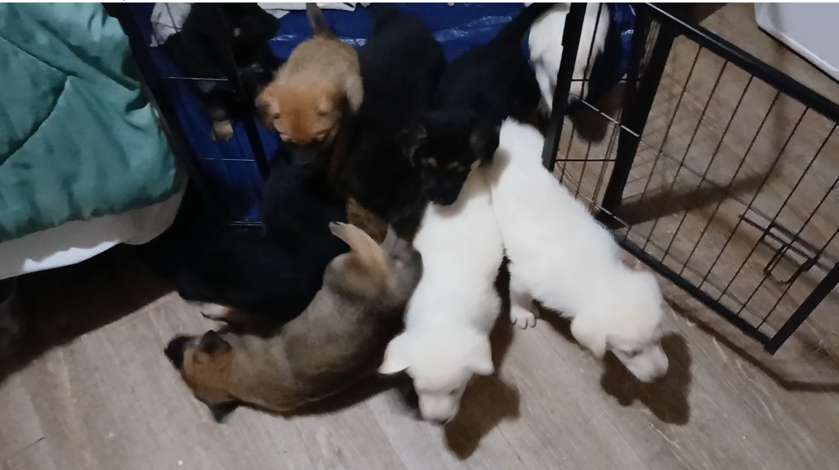 German Shepherd Puppies Puppy - White, Black, Sabl image 6