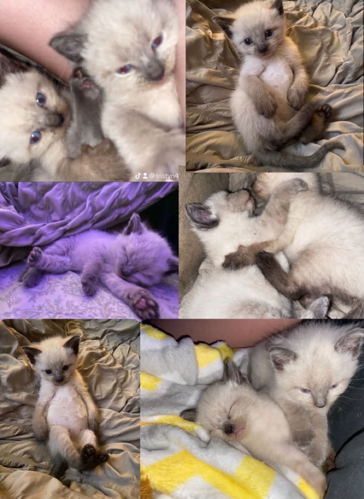 Siamese Cats image 5