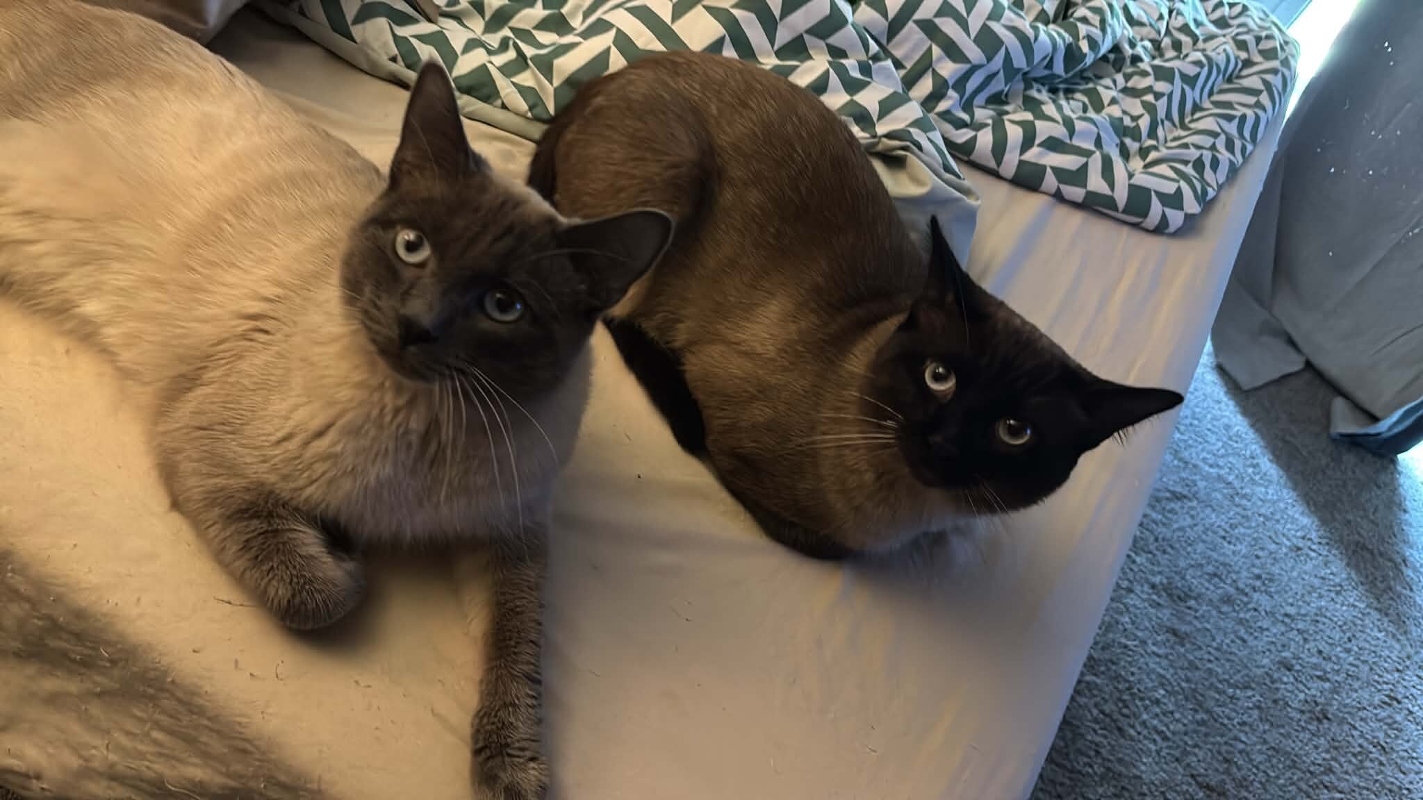 Siamese Cats image 7