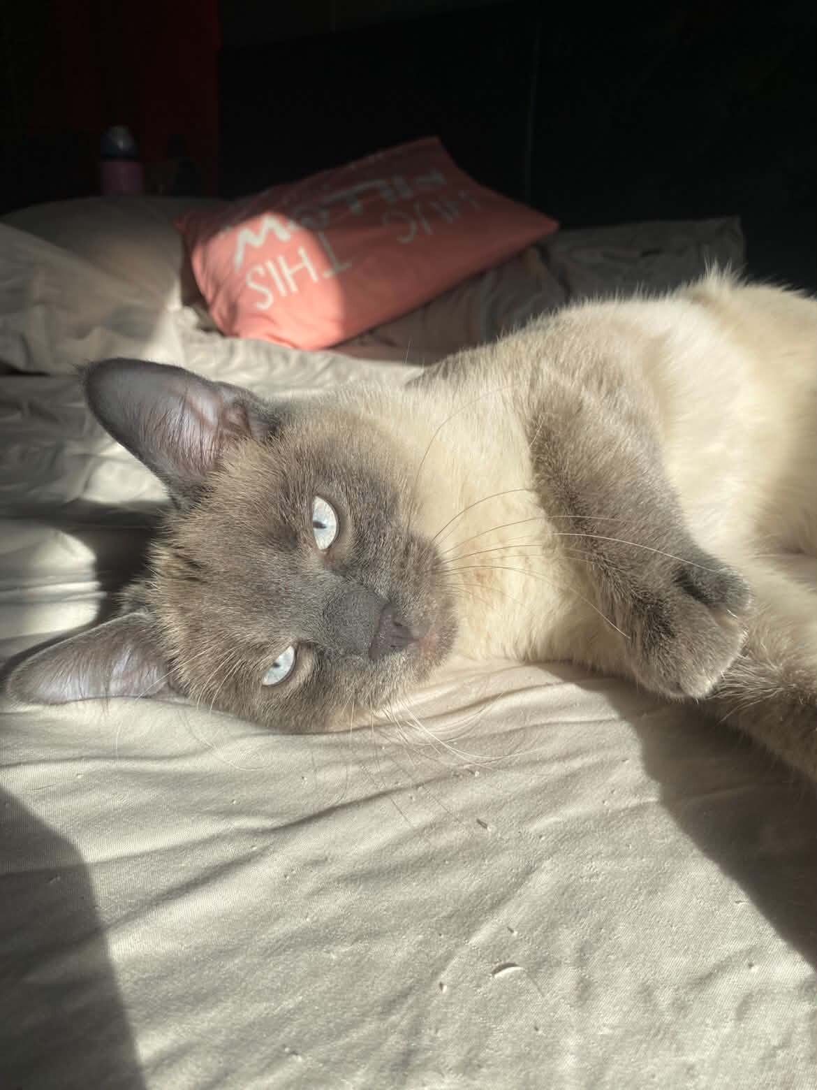 Siamese Cats image 10