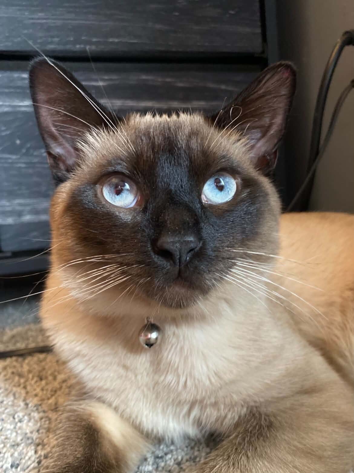 Siamese Cats image 2