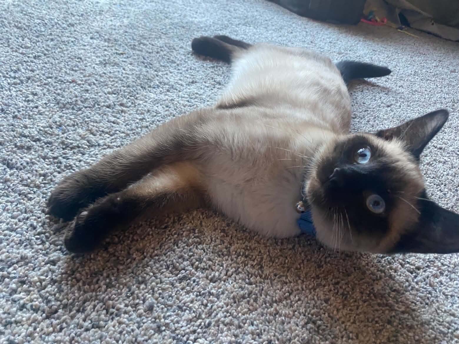 Siamese Cats image 4