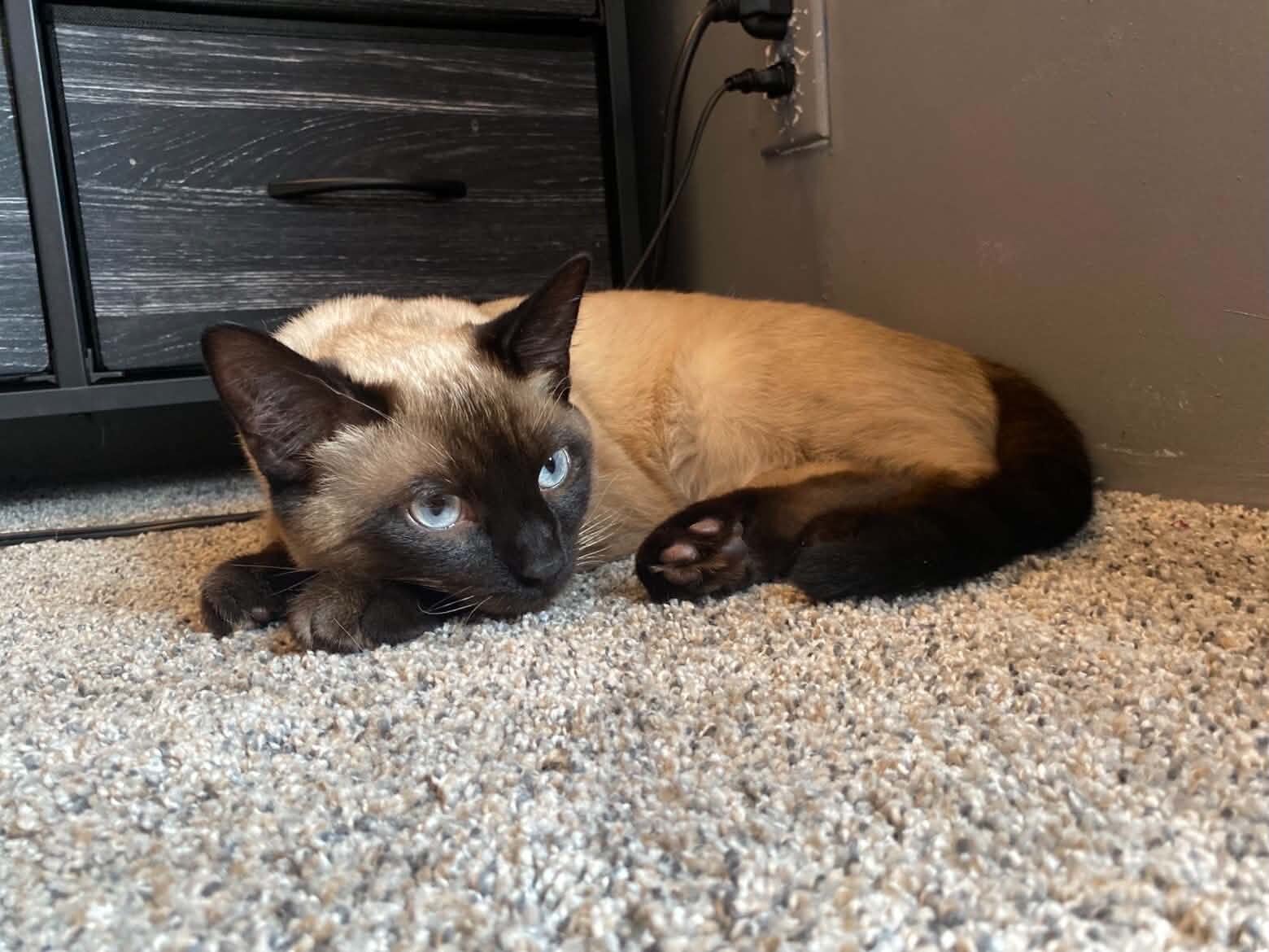 Siamese Cats image 9
