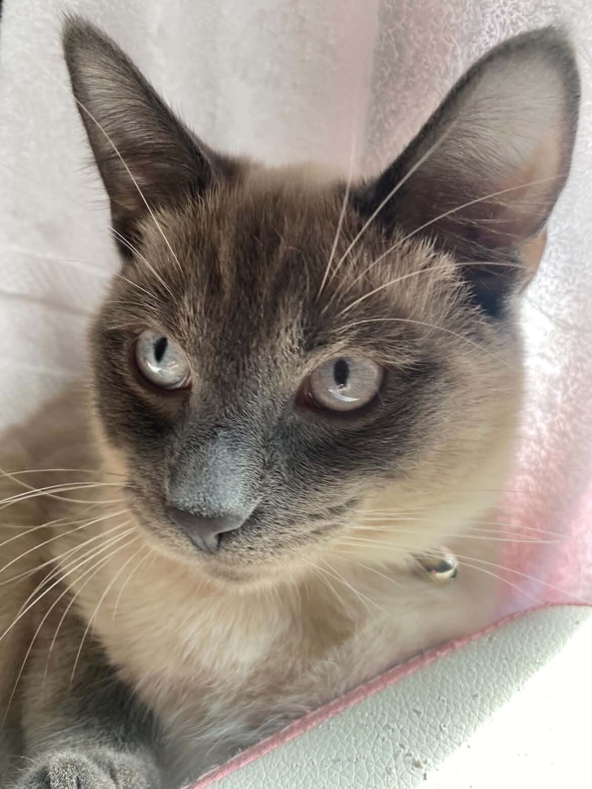 Siamese Cats image 3