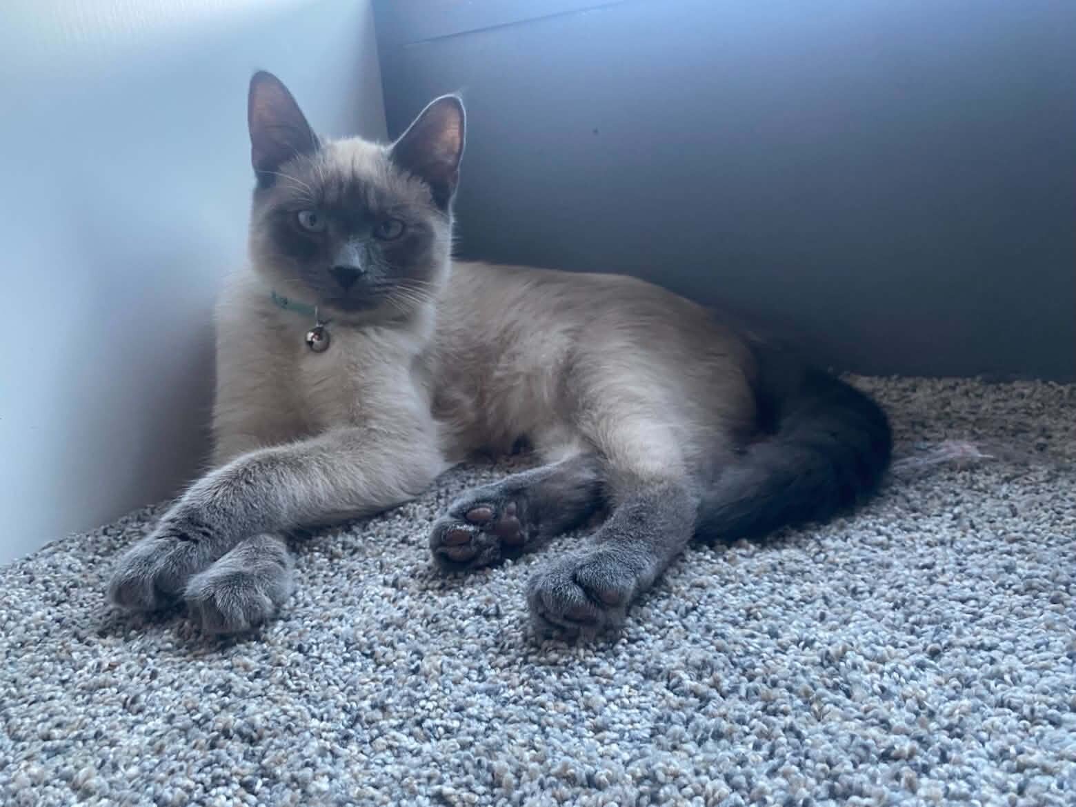 Siamese Cats image 6