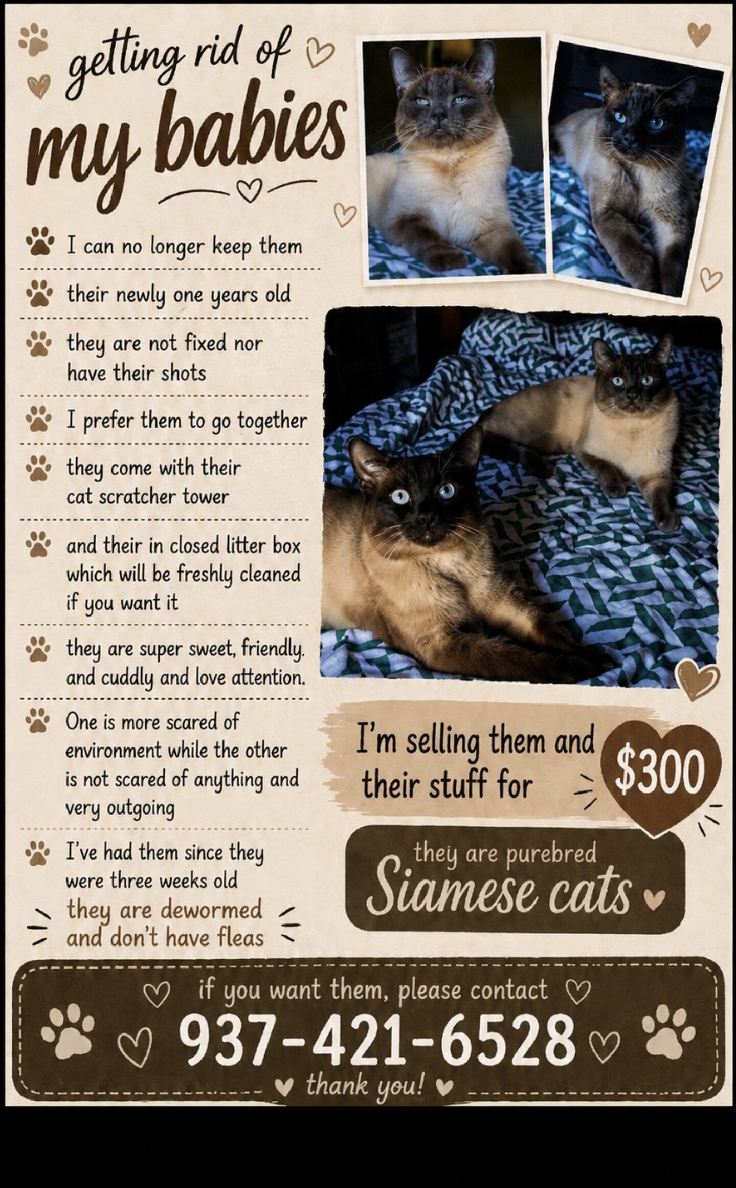 Siamese Cats image 1