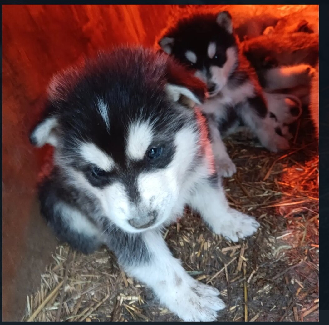 Alaskan Malmute Puppies image 1