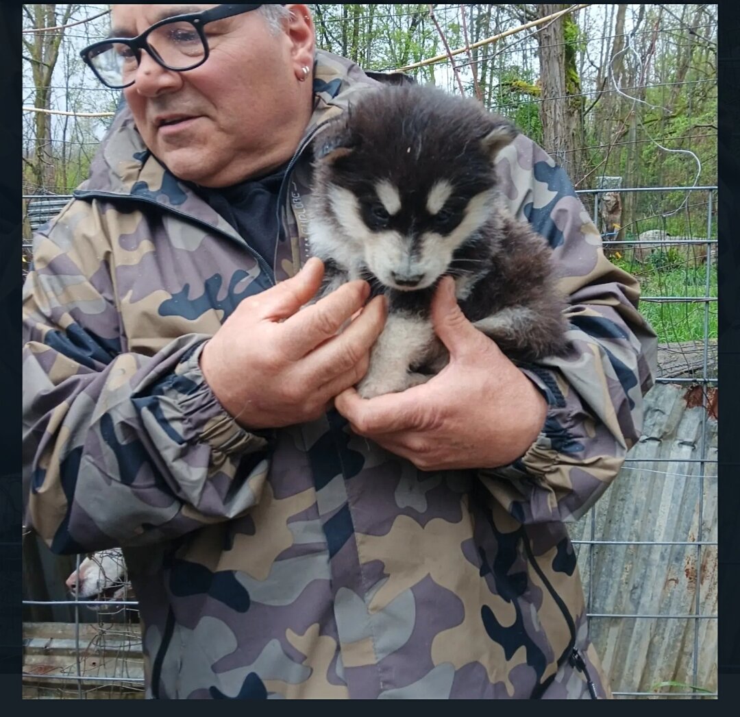 Alaskan Malmute Puppies image 2