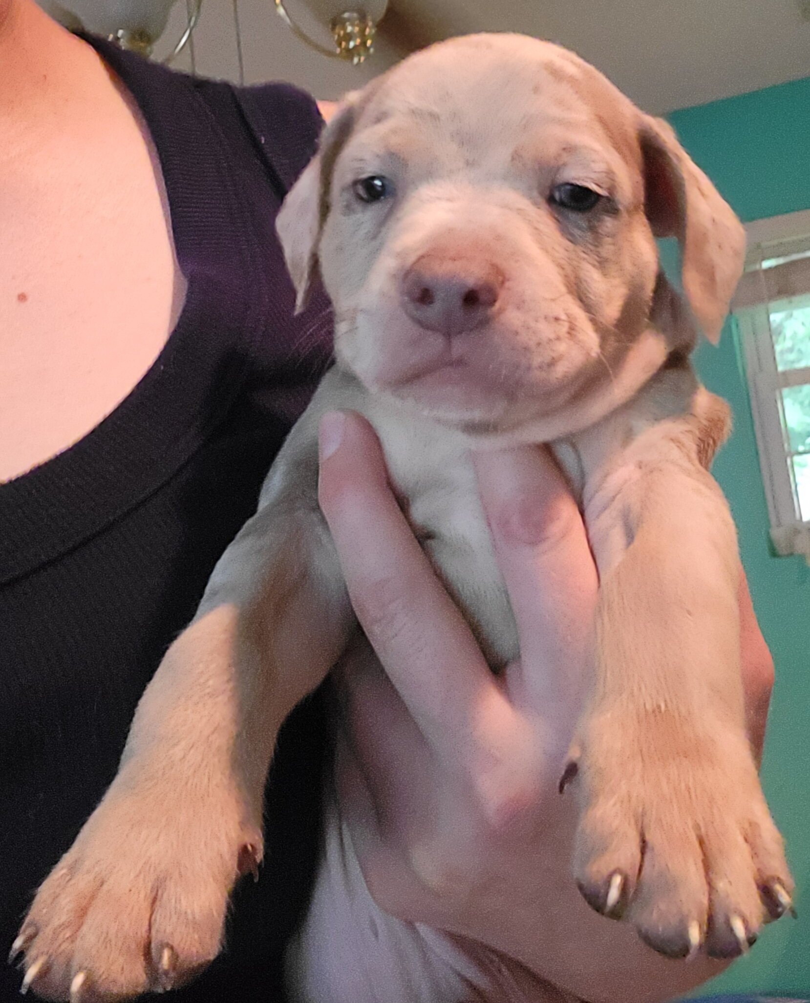 Merle Pitbull Puppies image 7
