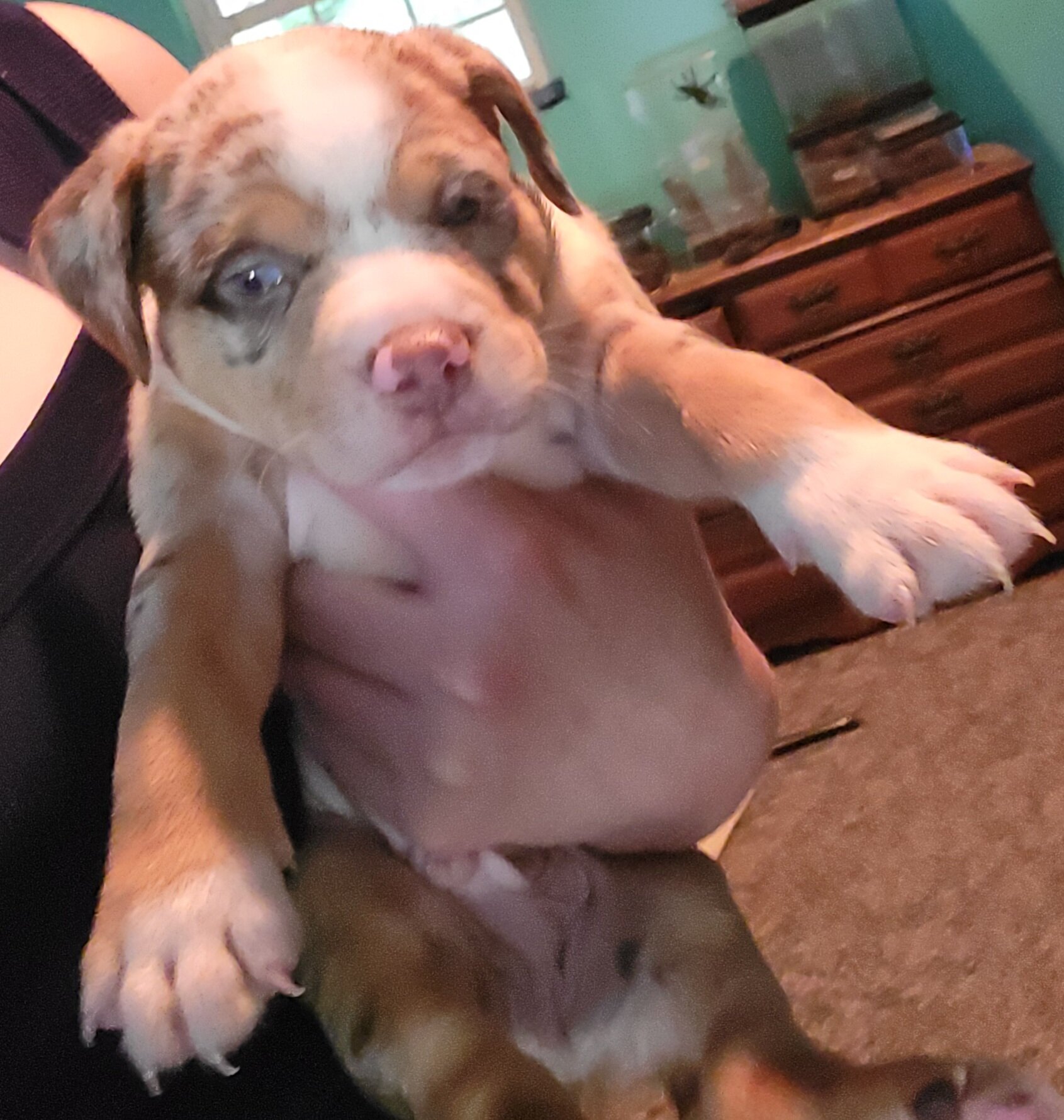 Merle Pitbull Puppies image 1