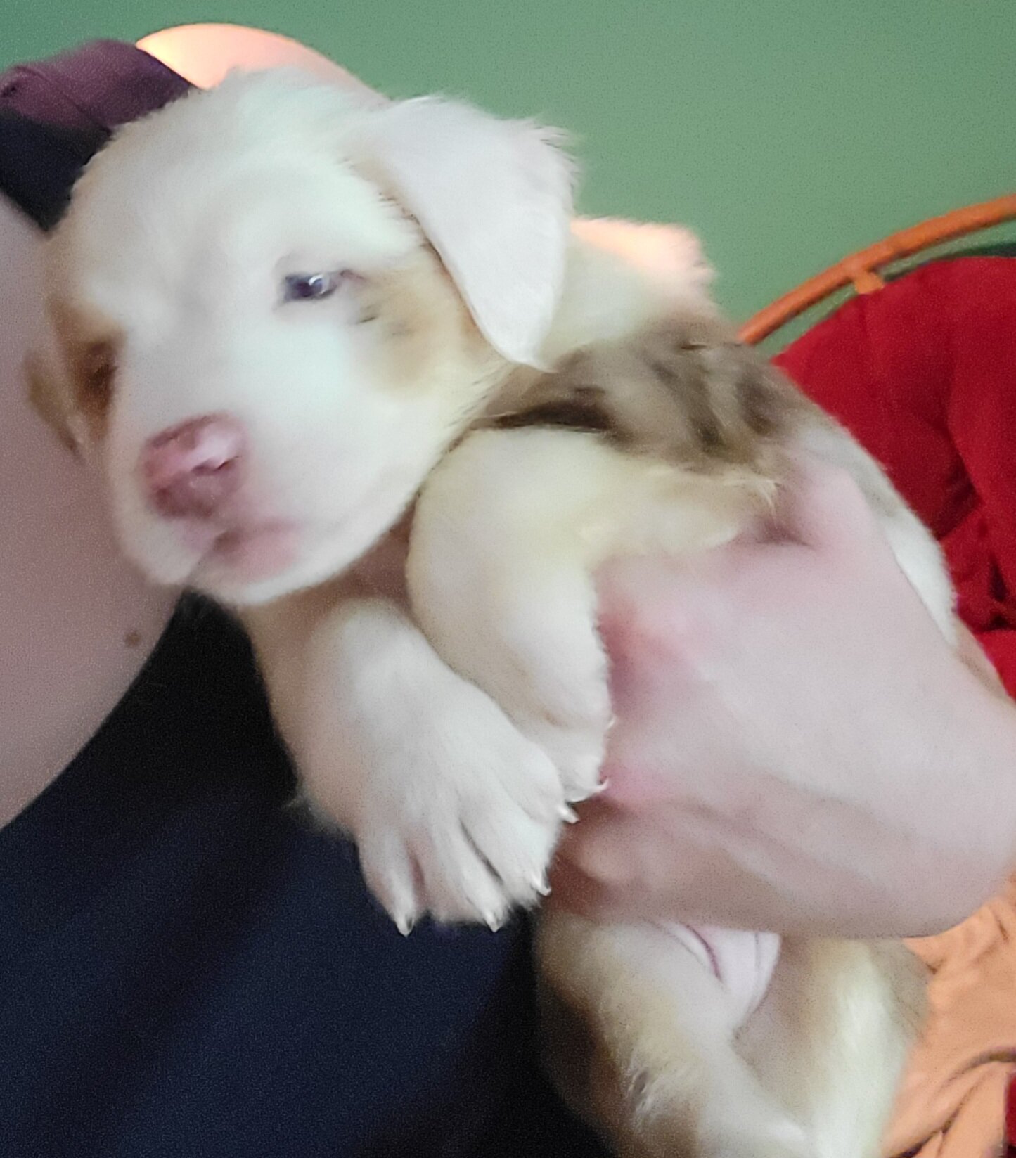 Merle Pitbull Puppies image 3