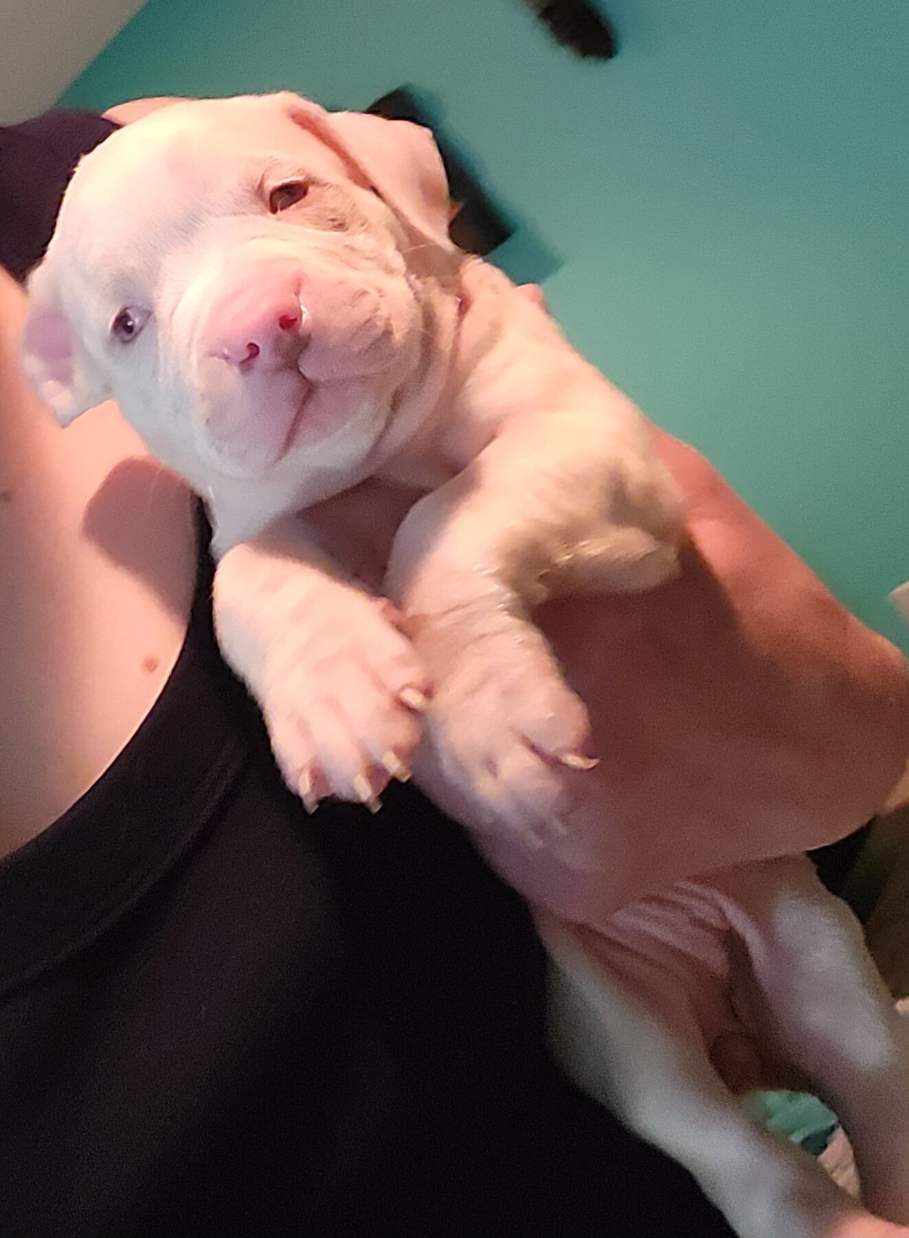 Merle Pitbull Puppies image 8