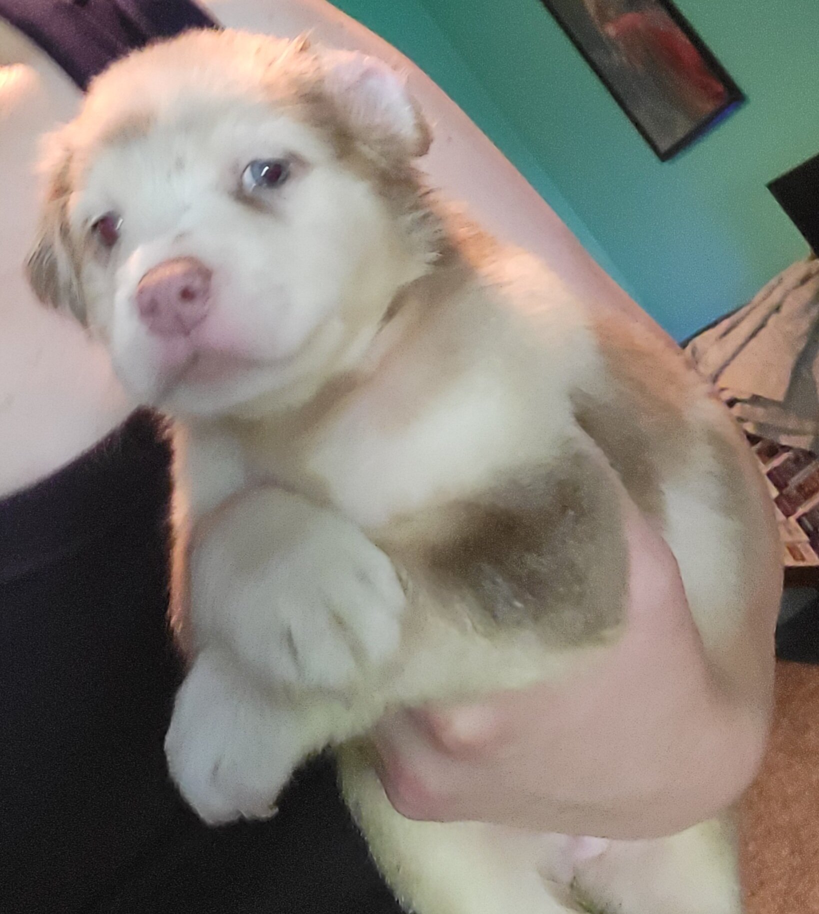 Merle Pitbull Puppies image 5