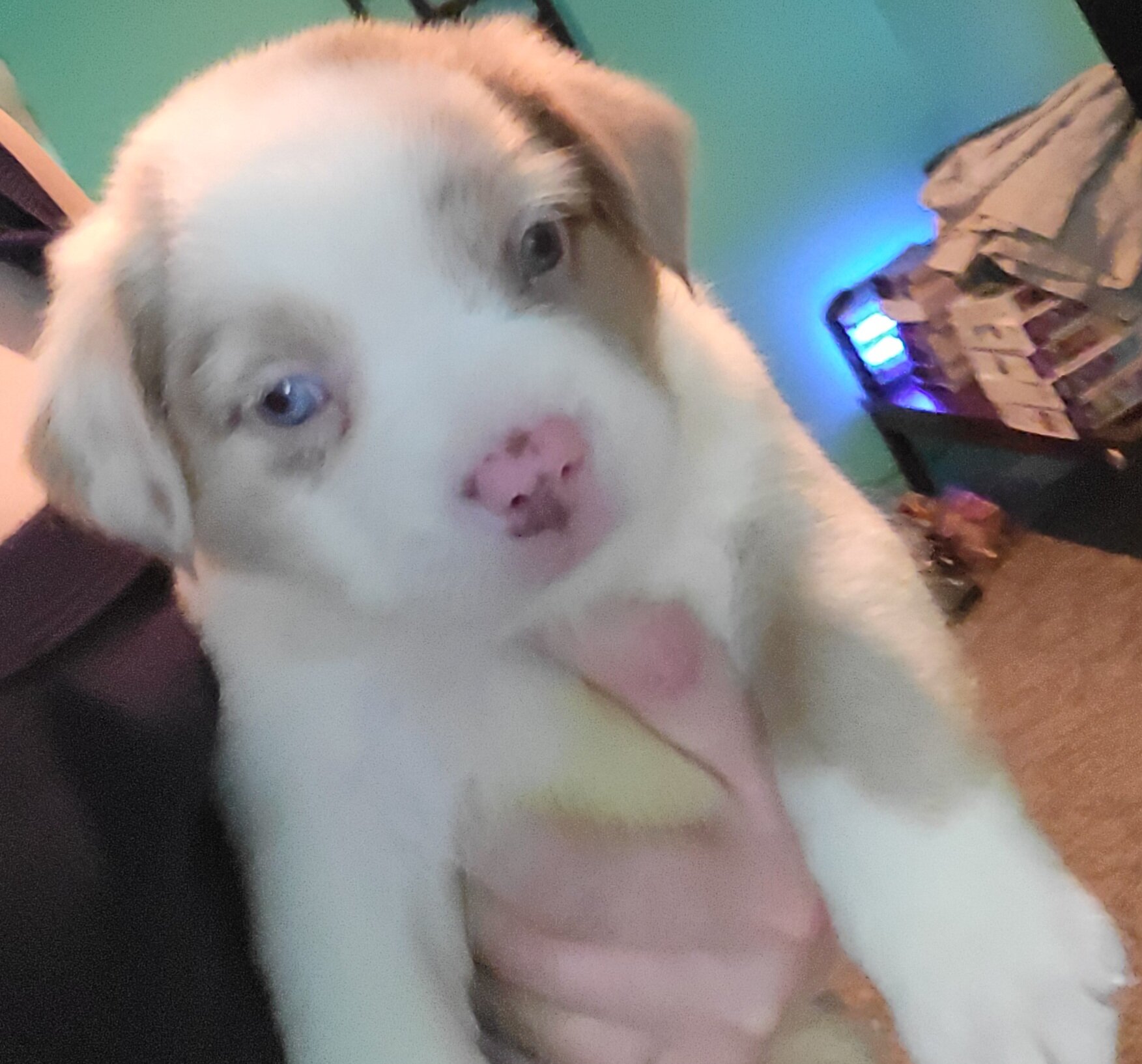 Merle Pitbull Puppies image 2