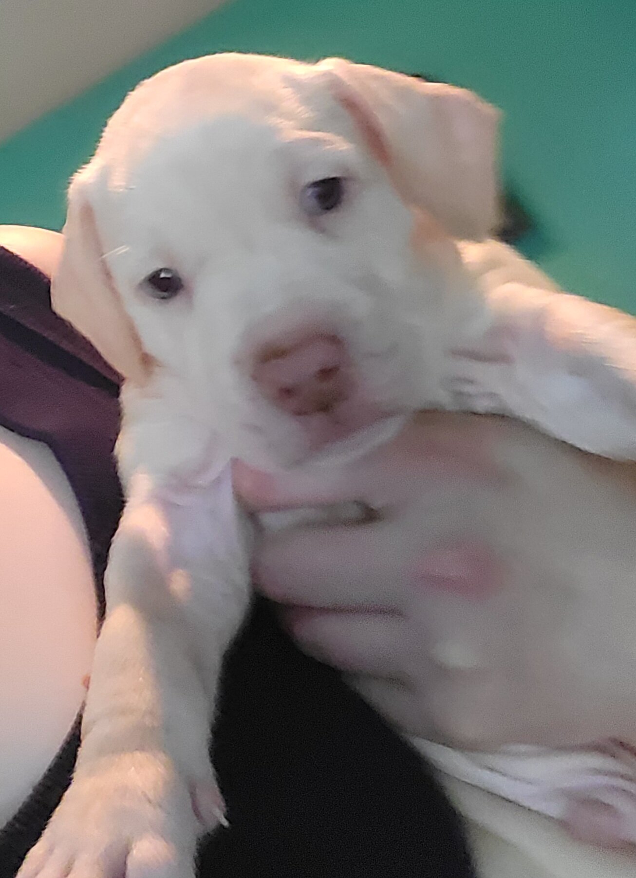 Merle Pitbull Puppies image 6